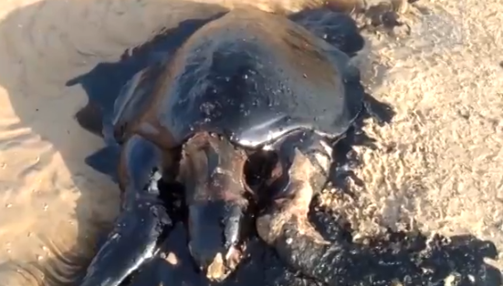 Tartaruga é encontrada morta e coberta de óleo em Parnaíba